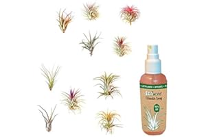 vdvelde.com - Ecoworld Tillandsia Luftpflanzen 10 Stück + Tillandsien Spray für kräftige und intensiver gefärbte Pflanzen - 10 Verschiedene Tillandsien Deko - Pflegeleicht Arten - Aus eigen Gärtnerei