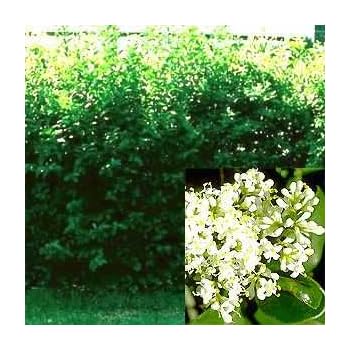 50 Liguster Stecklinge reichen für 10 Meter Hecke: Amazon