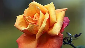 ISEE 360 Natural Rose Flowers Wall Laminated Posters for Home Living Kids Study Bed Room Kitchen Office Decor Stylish High Quality Printed Wall Poster 300 GSM L X H 17 X 11 Inches