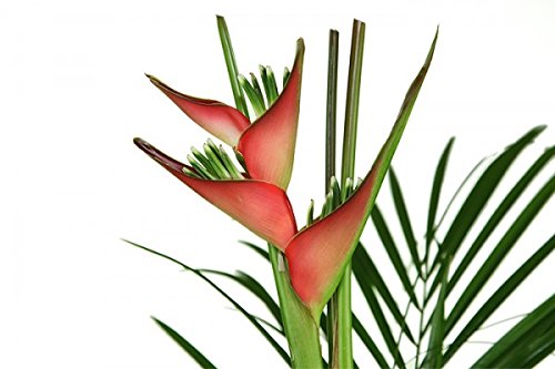 Exotische Blumen zum Geburtstag – Blumenstrauß Heliconia - 2
