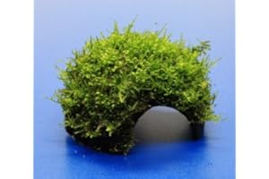 WFW wasserflora Moos-Höhle/Coco Shell - Kokosnuss mit Javamoos bewachsen, natürliches Versteck, Versteckmöglichkeit und Rückzugsort für Fische, Welse, brütende Barsche, Garnelen und kleine Krebse