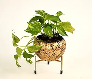 HINS Golden Metal Round Shape Flower Plant Pot For Indoor Plants (With Stand) Metal Pots For Indoor Plants I Elevated Garden Planter I Raised Planter I Desk Plant I Raised Planter Box I Ascent Homes Metal Planter I Raised Planter Box With Legs I Brass Pots For Indoor Plants I Golden Planter I Mid Century Plant Stand I Brass Planters For Indoor Plants I Indoor Plant Stand For Living Room I Metal Planters Pot For Indoor Plants designer pots for indoor plants