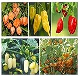 Envío internacional Farmerly 250 Semillas de Habanero Mezcla de Semillas de Pimienta Caliente. !