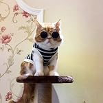 MMY-occhiali-da-sole-rotondi-per-animali-con-montatura-in-metallo-per-gatti-o-cani-di-piccola-taglia-1-confezione