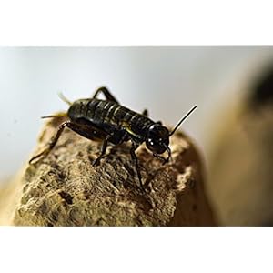 Lebende Zweifleckgrillen groß - ca. 20 Stück