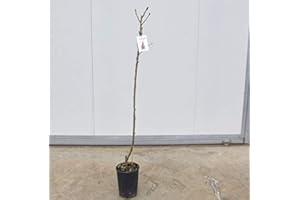 MONDOPIANTE Albero Pero Williams (1 Anno)