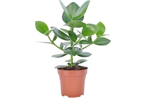 CARBETH PLANTS Autograph Tree - Clusia Rosea 25-30cm in Height - Indoor House Plant (1 Plant)