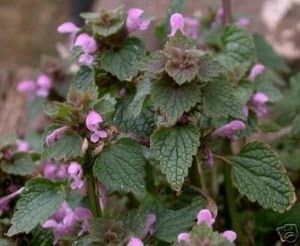 Shelled Warriors Red dead nettle 50 seeds- Grow and feed your tortoise