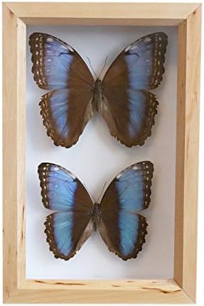 MORPHO ACHILLIES | 23CM X 15CM X 6CM | Blue Morpho Butterfly, Captive Bred, Pinned in Museum Entomology Box, Natural History Gift Collection