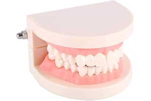 Zunate Dental Teaching Model, 1pc PVC, 28 Teeth, Demonstration, Children, Dental Professionals