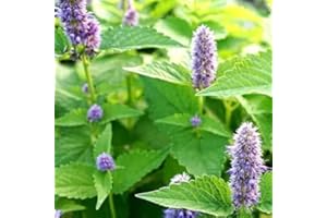 HAPPY GREEN SHOP Herb Peppermint - 1500 Seeds + freebie + Plant tag (Mentha piperita)