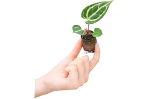 PLNTS - Baby Anthurium Anthurium Crystallinum - Zimmerpflanzen, Pflanzen Echt, Nachhaltige Verpackung - 2cm Stecklinge - Höhe 10cm - Direkt von der Gärtnerei