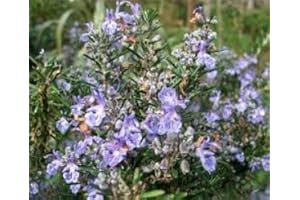 DXQ Trailing Rosemary 9cm Pot Culinary Plant herb Summer Pale Blue Flowers Loved by Bees Evergreen