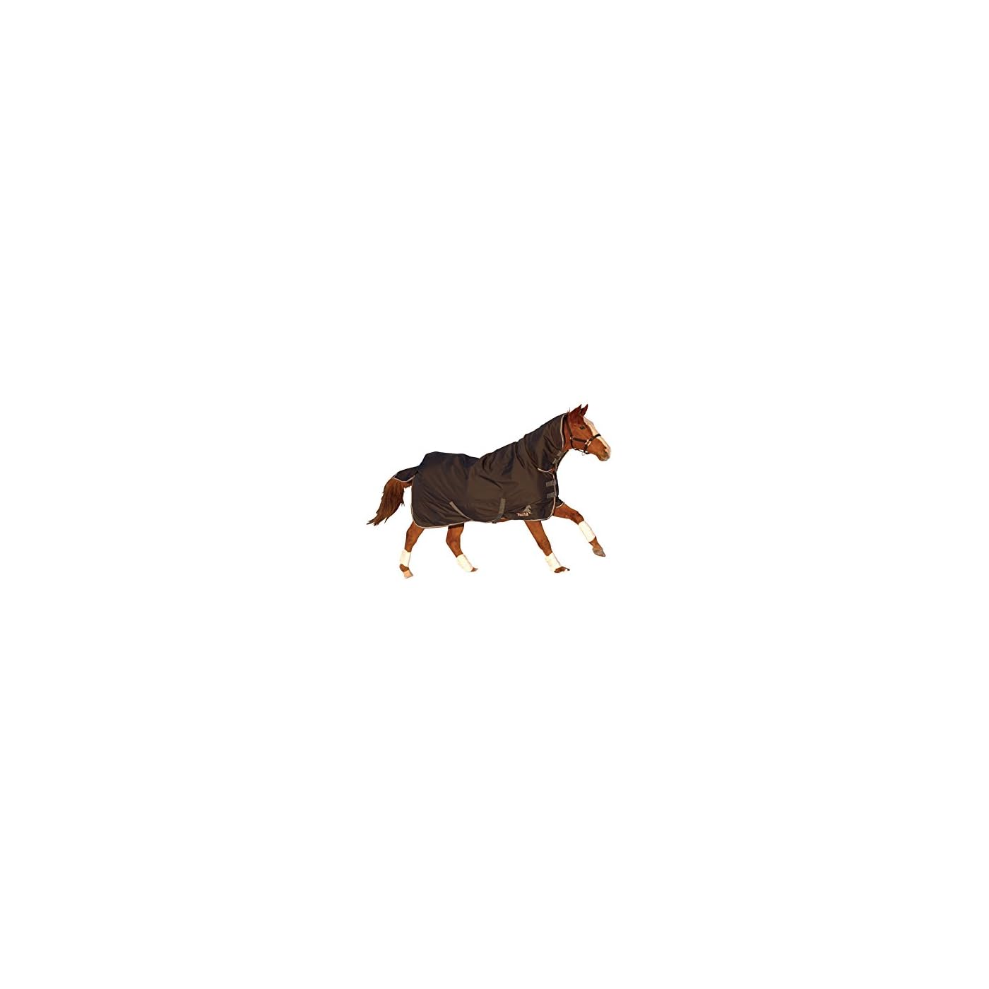 Horse ‘n’ Pony