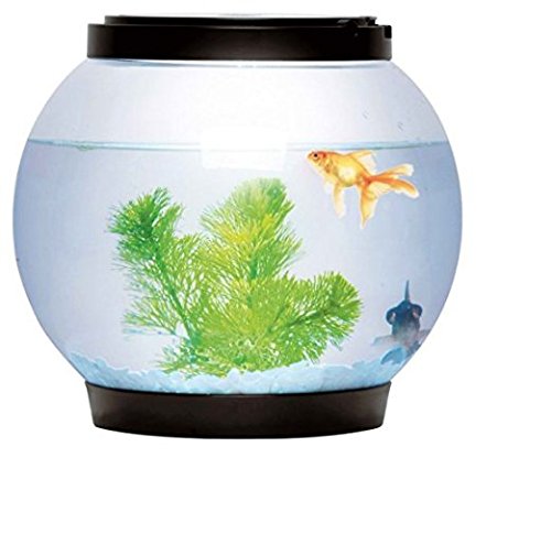 fish bowl price online