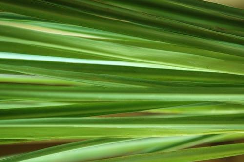 Ricarica Diffusore A Stick 500Ml Lemon Grass - 2