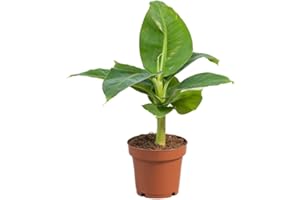 PLNTS - Musa Dwarf - Zimmerpflanzen, Pflanzen Echt, Nachhaltige Verpackung - 12cm Topf - Höhe 35cm - Direkt von der Gärtnerei