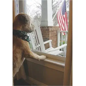 CLAWGUARD Window Sill Protector - Strong Transparent Protection from Dog and Cat Scratching, Chewing, Slobbering and Clawing on Window Sills. Keep Paws Safe and Home Clean. (Clear 35.5 in. x 3.25 in.)