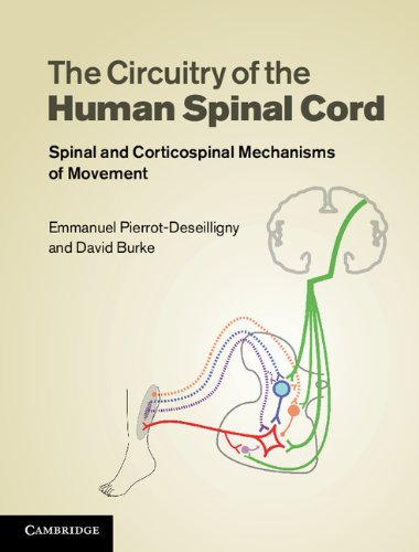 The Circuitry of the Human Spinal Cord: Spinal and Corticospinal Mechanisms of Movement (English Edition) livre