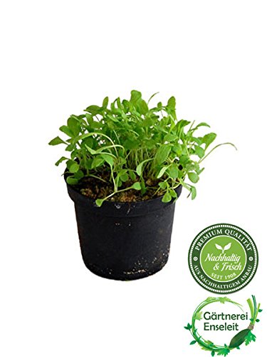 Rucola Pflanze, Salatrauke,Diplotaxis tenuifolia, Aus Nachhaltigem Anbau!