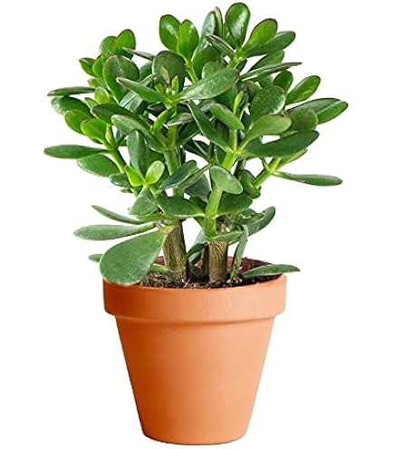 Planta Suculenta Crassula Ovata (Árbol De Jade) Natural - Maceta 12cm, Altura Aprox. 15cm, Fácil Cuidado, Interior Y Exterior