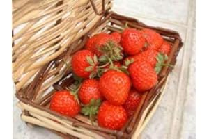 HORTIFLOR BUREAU Fraisier Mara des Bois - (lot de 6 pieds)