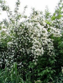 Bauernjasmin – Philadelphus coronarius – Jasmin für den Garten - 2