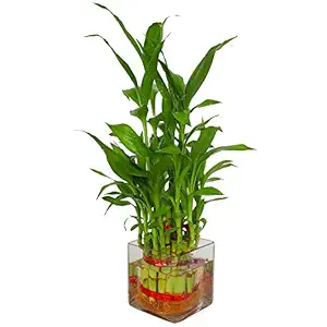 VishNature 2 Layer Lucky Bamboo Plant in Glass Vase (Green)