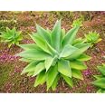 100 semi di succulente rare | SHEIN ALIA