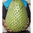 Sweet & Rare Big size Soursop Annona Muricata Fruit Live Plant, Corossol Tree Lakshman Phal Graviola Mullatha Plant Medicinal (1 Healthy Live Plant) Plant Height 1.5Ft - 2Ft