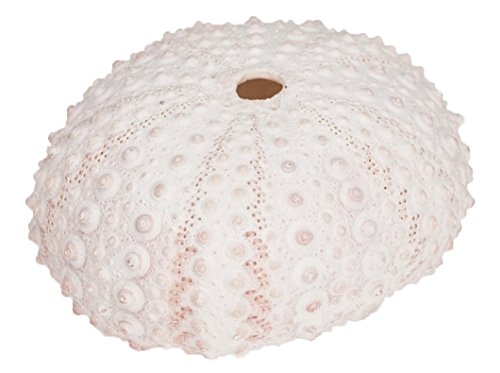 NaDeco® Seeigel Gehäuse weiß 5 Stück ca. 4cm | Dekoseigel | Seeigelgehäuse | Echinometra mathaei | Riffdach Bohrseeigel | maritime Dekoration - 2