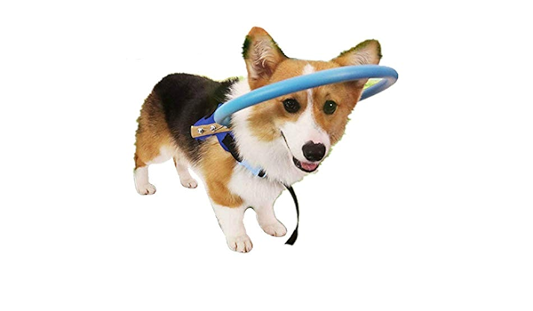 blind dog bumper collar amazon