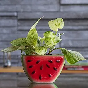 Lyallpur Stores Ceramic Planter Pot Watermelon Shape - Medium (Red & Green Color, 9 cm) Plant Not Included