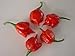 Produktbild Inkl. Shipping...Trinidad Scorpion, Paprika, 10 Samen, die schärfer als Bhut Jolokia durch Samen und Things