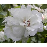 Gartenjasmin Snowgoose - Pfeifenstrauch - Falscher Jasmin - Bauernjasmin - Philadelphus Snowgoose - stark duftend (40-60…
