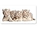 Produktbild Apalis Wall Mural Bengal Tiger Babys, Maße: 108 cm x 210 cm