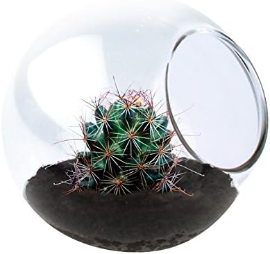Fishhook Barrel Cactus Tiny Terrarium - Easy To Grow Your Own Cactus Garden Kit (1 Supplied)