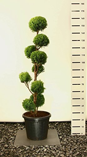 Gelbe Säulenzypresse Kugel-Formschnitt - Chamaecyparis lawsoniana 'Alumigold' pom pom - 150-170cm im Ø 36cmTopf