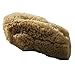 Org Baby Sea Sponge Natural