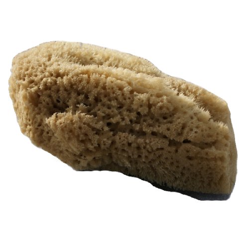 Org Baby Sea Sponge Natural