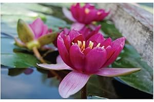 Lincolnshire Pond Plants Ltd - Pygmaea Rubra Water Lily - Live Water Plant Aquatic Pond Lake Marginal - Kit