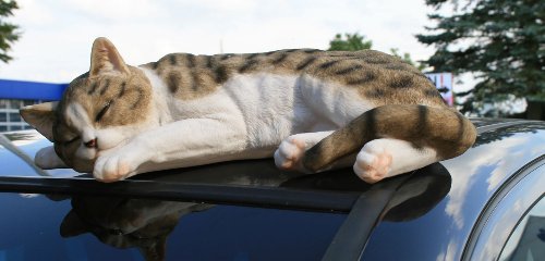 Dekofigur Hauskatze Stubentiger Katze Tierdeko Dekoration nicht nur für den Garten - 4
