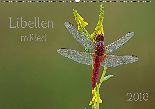Libellen im Ried (Wandkalender 2016 DIN A2 quer): Libellen - Faszination am frühen Morgen bei Sonnenaufgang im Ried. (Monatskalender, 14 Seiten) (CALVENDO Tiere)