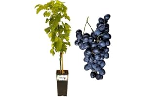 P. Piantine da Orto | UVA Fragola Nera, Vaso 2 L, Pianta Pronta per Il Trapianto, Pianta Vera da Esterno, UVA da Tavola da Mangiare, Vivaio Italiano
