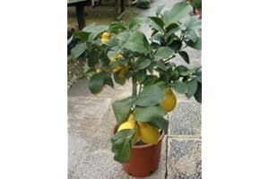 FLORES FRESCAS ONLINE Limonero Enano 4 Estaciones PORTES GRATIS