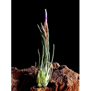 Sehr Seltene Regenwald Tillandsien Tillandsia arizae juliae 1x Pflanze aus Deutscher Zucht