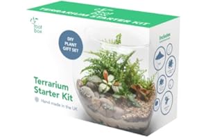 Root box Terrarium Plant Kit in scented giftbox | Succulents, Bonsai, Fittonia, Cactus | Unique DIY GIFT for XMAS Anniversaries Birthdays