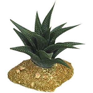 Haquoss Cactus 6, 11.5x 11x 10.5H cm