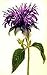 Produktbild 1 Ounce: The Dirty Gardener Monarda Bergamot by Farmerly