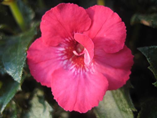 Preisvergleich Produktbild Samen Paket: Achimenes 'Polina Lemeshko' Rhizome 1 Stück, fri !! (298)